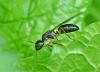 Camponotus fallax